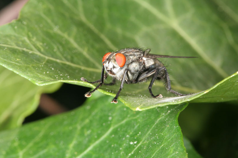 Sarcophaga haemorrhoa?.....Sarcophaga sp.